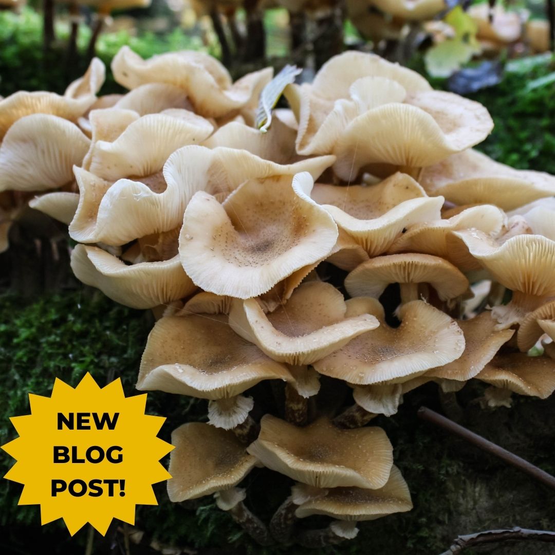 6 Impressive Health Benefits Of Maitake & Reishi Mushrooms