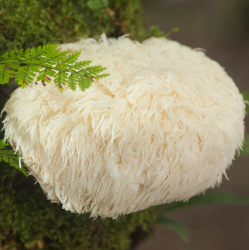 A lion's mane mushroom is shown growing in nature.