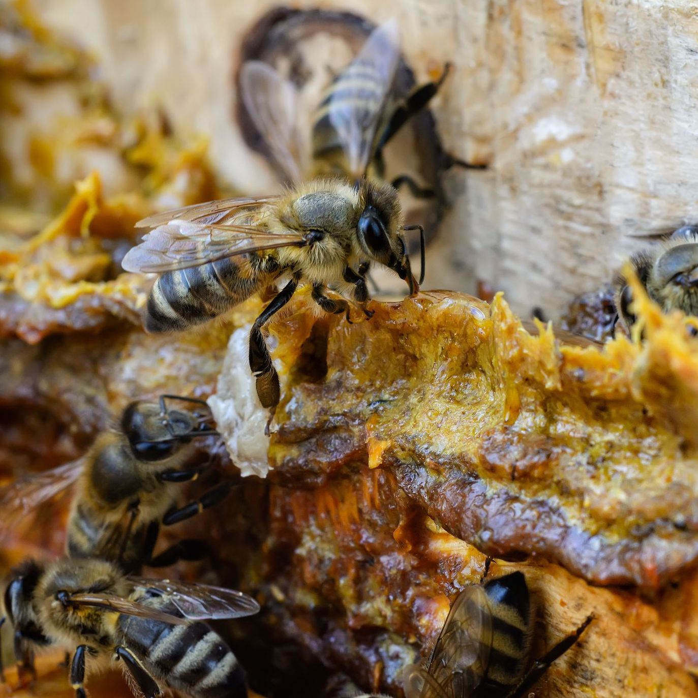 Propolis: an immunity rockstar