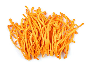 Cordyceps militaris mushrooms are pictured on a white background to show the main ingredient in the Cordyceps POWER Honey Tincture. 