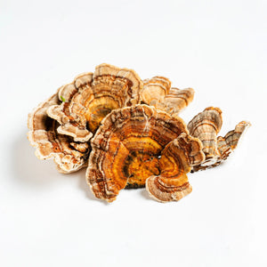 Turkey Tail mushrooms are displayed on a white background to show the main ingredient in the Turkey Tail Thrive Tincture.