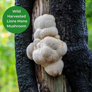 Wild lion's mane mushroom pictured growing out of a tree.